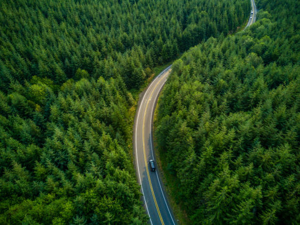 Driving Through Forest - Aerial View Aerial view of a road winding through managed evergreen forest in Grays harbor County, Washington, USA. drone car on road stock pictures, royalty-free photos & images