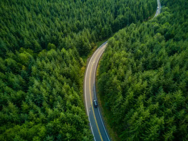 Aerial view of a road winding through managed evergreen forest in Grays harbor County, Washington, USA.