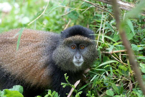 istock Portrait of golden monkey 888361920