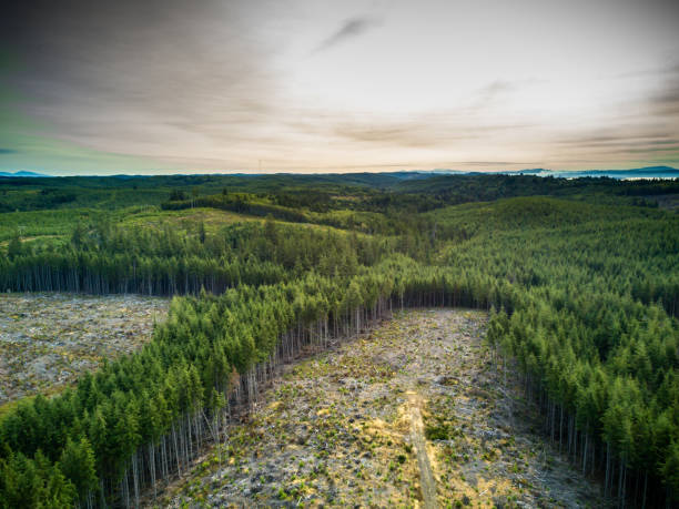 deforestación en bosques gestionados en washington, estados unidos - deforestación desastre ecológico fotografías e imágenes de stock