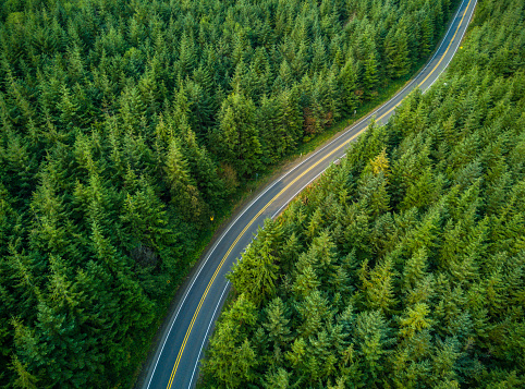 Aerial view of a road winding through managed evergreen forest in Grays harbor County, Washington, USA.