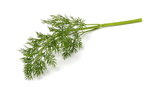 istock bunch fresh, green dill isolated on white background 888368662