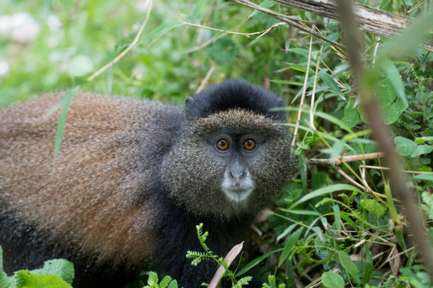 istock Portrait of golden monkey 888373912