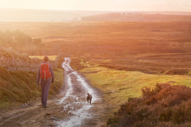 a hiker and their dog walking along a wet dirt track at sunset in the english countryside. edmondbyres common. - wet places imagens e fotografias de stock