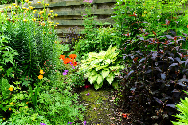 istock Scottish country garden in Spring 888374264