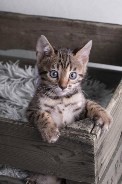 Cutest bengal kitten in wooden old box A cute little nine week old bengal kitten climbing out of an old wooden box. The cat is looking at camera with a curious look. bengal cat purebred cat photos stock pictures, royalty-free photos & images