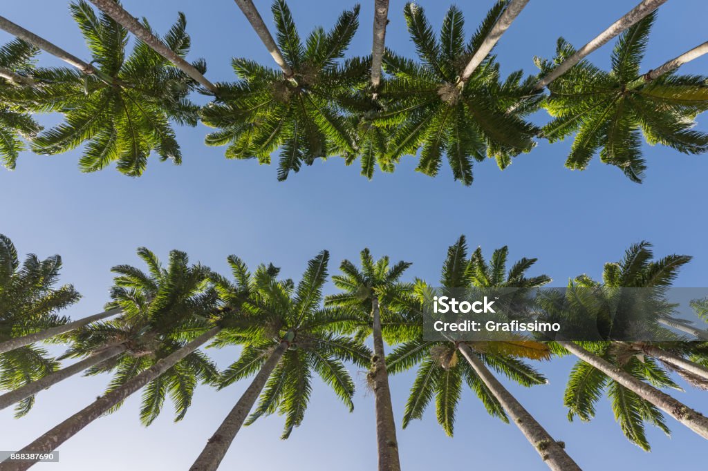 Botanic garden in Rio de Janeiro Brazil with palm tree alley Botanic garden ( Jardim Botânico ) in Rio de Janeiro Brazil with palm tree alley Rio de Janeiro Stock Photo