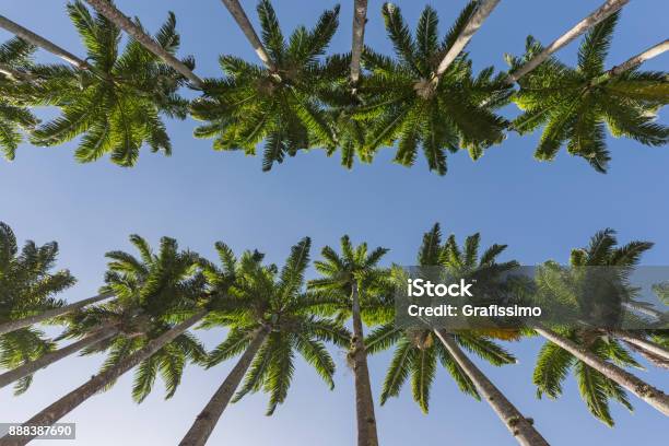 Botanic Garden In Rio De Janeiro Brazil With Palm Tree Alley Stock Photo - Download Image Now