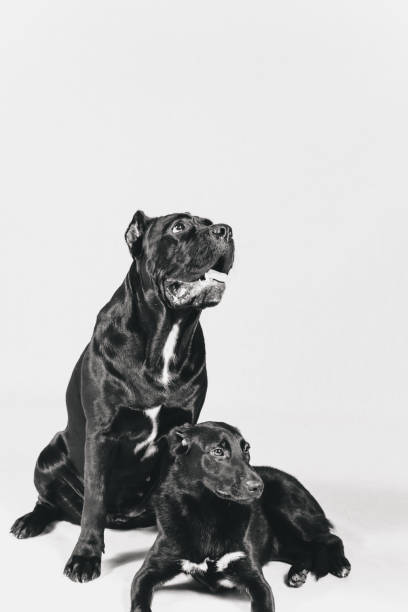 istock Black cat and black dog in studio 888390582