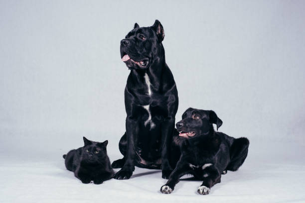 istock Black cat and black dog in studio 888392668