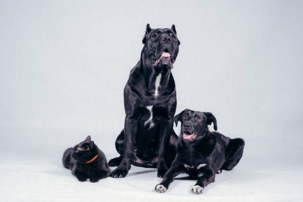 istock Black cat and black dog in studio 888392694