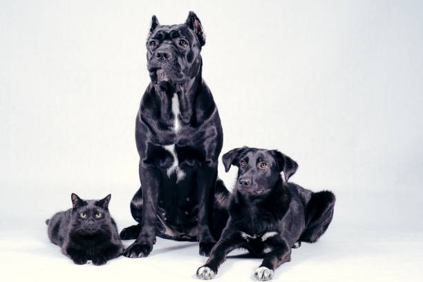 istock Black cat and black dog in studio 888394736