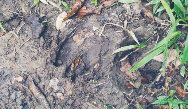 istock wildlife track on the ground 888395180