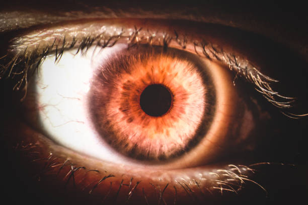 istock An enlarged image of eye with a brown  iris, eyelashes and scler 888395464