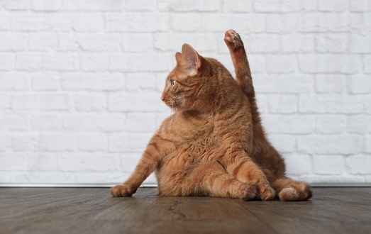 Tabby cat make funny yoga pose