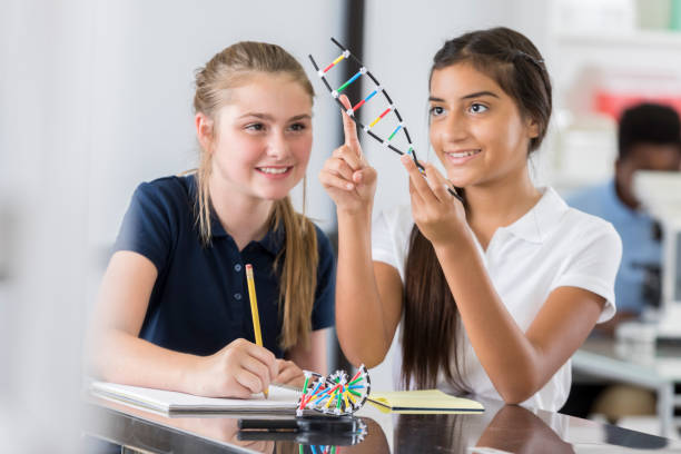 Junior high school girls study DNA helix model Confident STEM junior high school girls examine a DNA helix model. One of the students is pointing to something on the helix. The other student is taking notes in a spiral notebook. independent school education stock pictures, royalty-free photos & images