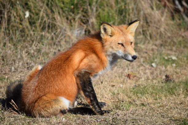 istock Beautiful fox in the woods 888421828