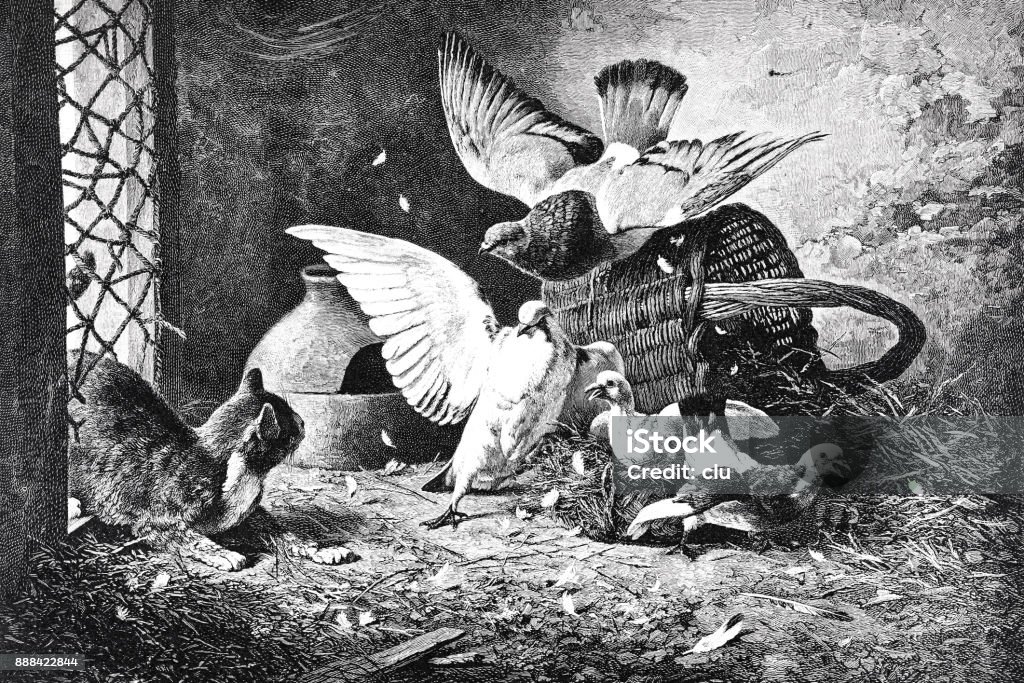 Cat breaks into the pigeon shed Illustration from 19th century Pigeon stock illustration