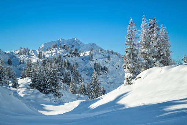 istock Beautiful winter landscape with snow-covered trees and virgin nature 888438194