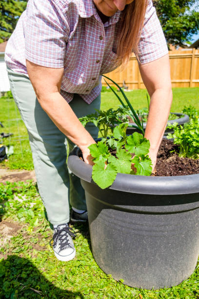 istock Mature Woman Working In Her Garden 888438252