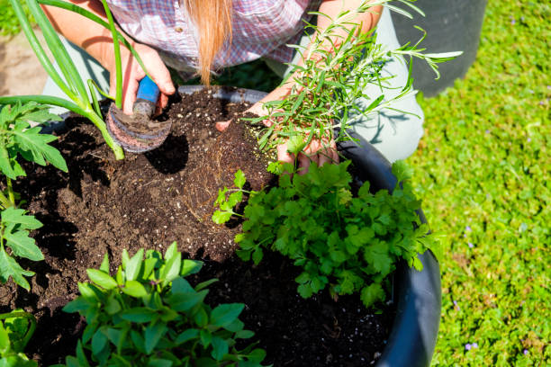 istock Mature Woman Working In Her Garden 888438336