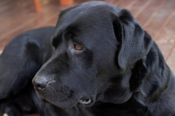 istock black labrador dog, waiting and watching 888438388