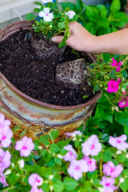 istock Mature Woman Working In Her Garden 888438560