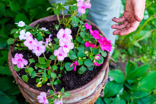 istock Mature Woman Working In Her Garden 888439266