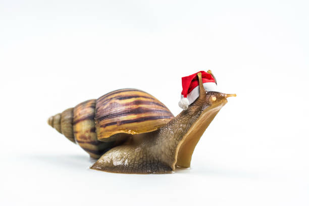 istock Christmas hat with snails on white background . 888459260
