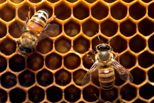 istock Honey Bee on the hive in Southeast Asia. 888459394
