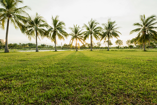 Phong Cảnh Khu Vườn Xanh Và Đồng Cỏ Vào Buổi Sáng Với Cọ Cây Dừa Tia Nắng  Mặt Trời Tuyệt Vời Tại Công Viên Tự Nhiên Hình ảnh Sẵn có - Tải