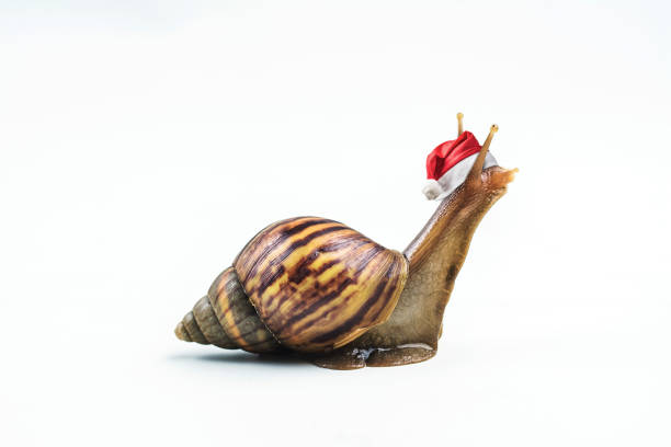 istock Christmas hat with snails on white background . 888470212