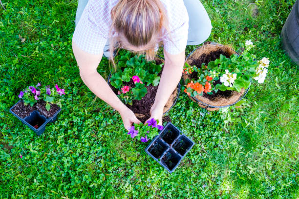 istock Mature Woman Working In Her Garden 888470214