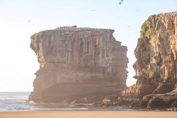 muriwai gannet colony - murawai beach - fotografias e filmes do acervo
