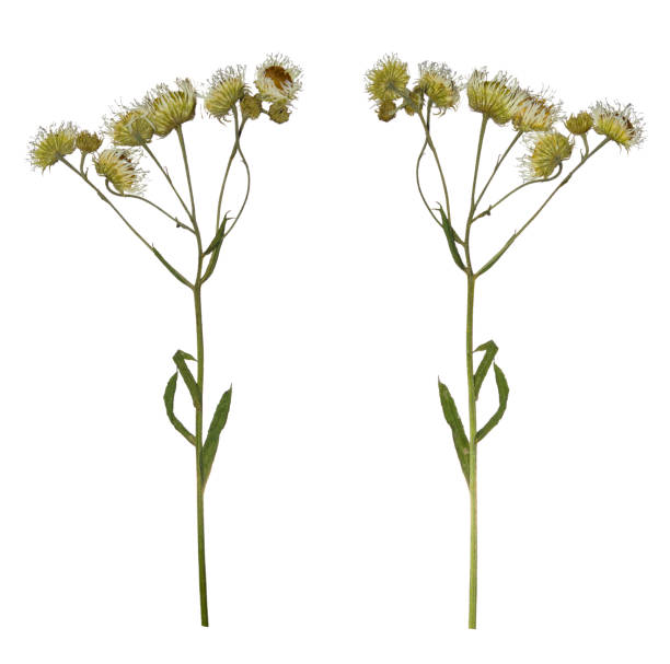 Rama Prensada Secas De Manzanilla Droga Aislada Herbario De Flores Silvestres Foto de stock y más banco de imágenes de Manzanilla - iStock Rama Prensada Secas De Manzanilla Droga Aislada Herbario De Flores Silvestres Foto de stock y más banco de imágenes de Manzanilla - iStock