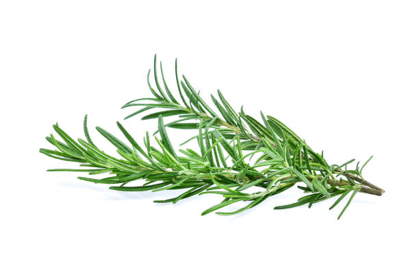 istock Fresh rosemary isolated on white background 888492822