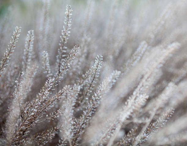istock Dry plants in the field 888500564