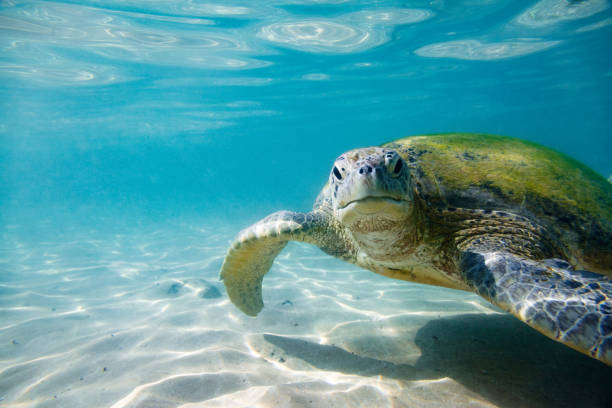 la tartaruga marina verde - nature animal themes wildlife underwater foto e immagini stock