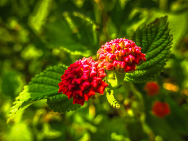 istock colors of India 888508600