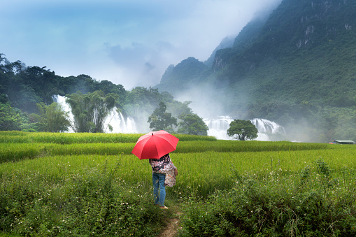 Waterfall Ban Gioc, Cao Bang province, Vietnam - September 16, 2017:   A female tourist with a red umbrella watching the green rice field towards the Ban Gioc waterfall in Cao Bang province, Vietnam.