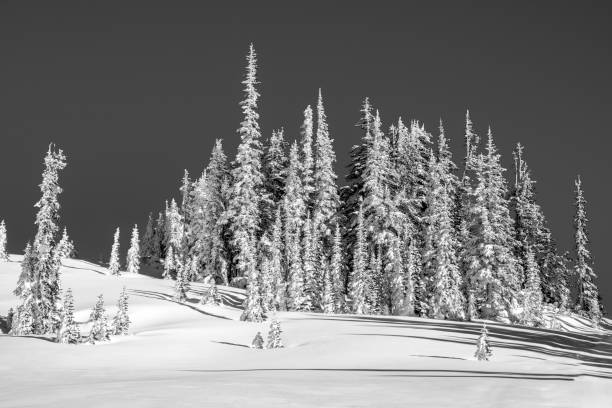 istock Mt. Rainier National Park In Winter 888511824