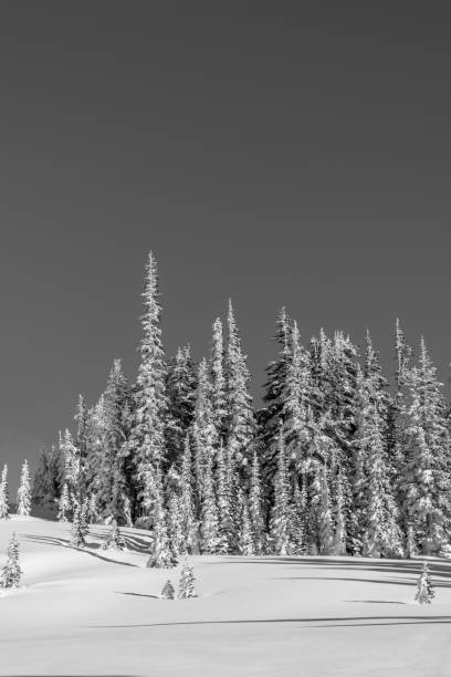 istock Mt. Rainier National Park In Winter 888511954