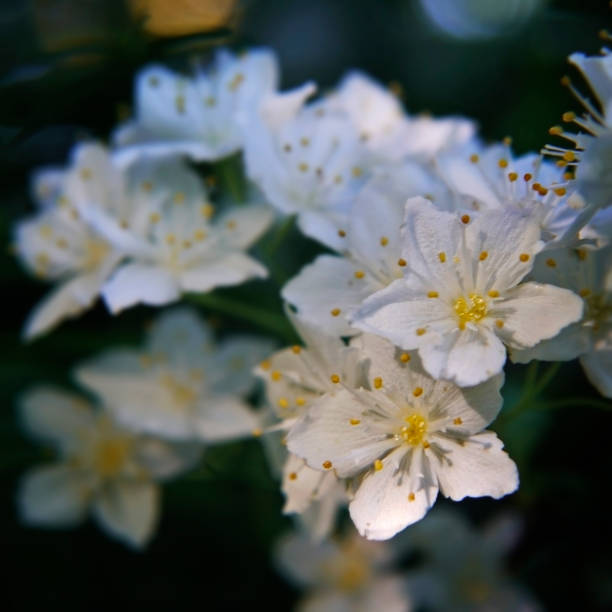 istock White beautiful flowers with yellow stamens 888514212