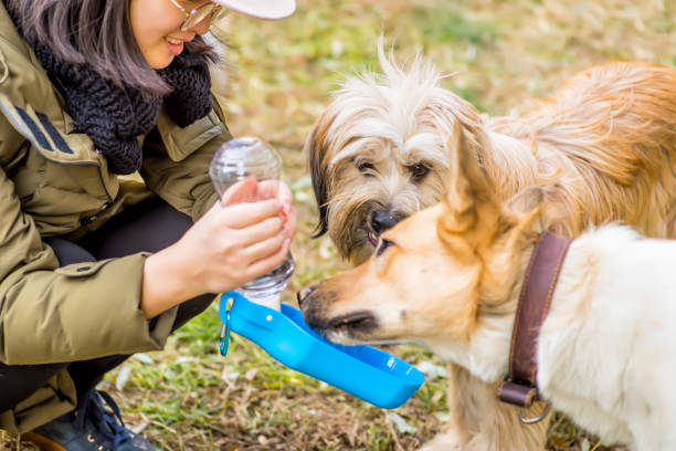istock caring about pets.woman feeding two dogs from the plastic drinking cup outside 888515040