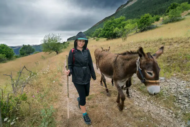 Smiling teen girl walks beside a donkey on a trail in the rain during the annual Transumanza to higher mountain meadows in central Italy, Apennines Mountain, Abruzzo, Italy, Europe
