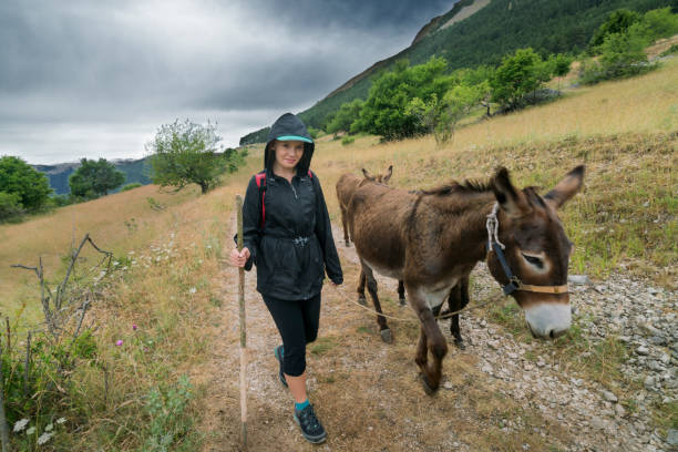 flicka med åsnan i italienska bergen - åsnedjur bildbanksfoton och bilder