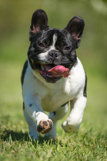istock French bulldog on green grass 888520472