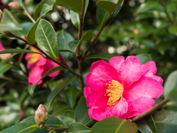 istock Japanese camellia called 