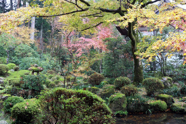 rouge orange jaune et vert japonais feuille sur la branche d’arbre dans le jardin d’automne. - vibrant color horizontal japan branch photos et images de collection