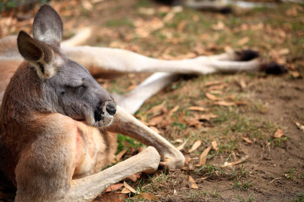 筋肉が横になっているカンガルーがクローズ アップ コピー空間を構築します。 - wallaby kangaroo australian culture australia ストックフォトと画像